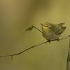 Budnicek lesni - Phylloscopus sibilatrix - Wood Warbler 8437